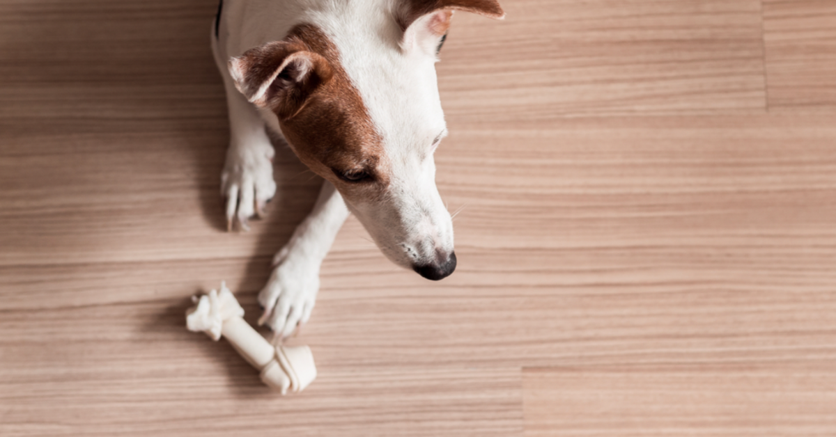 how-to-choose-the-best-flooring-for-pets-sebring-design-build